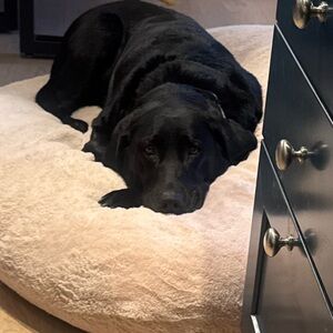 Meet your Posher, Pamela